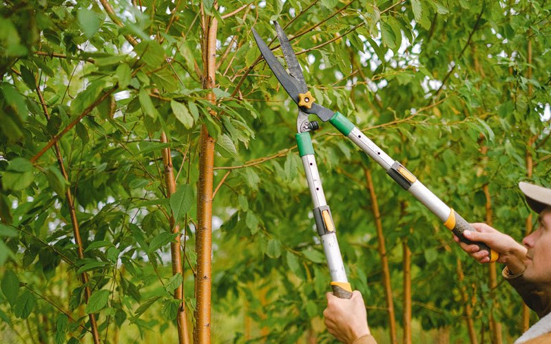 Tree trimming in Battle Creek, IA